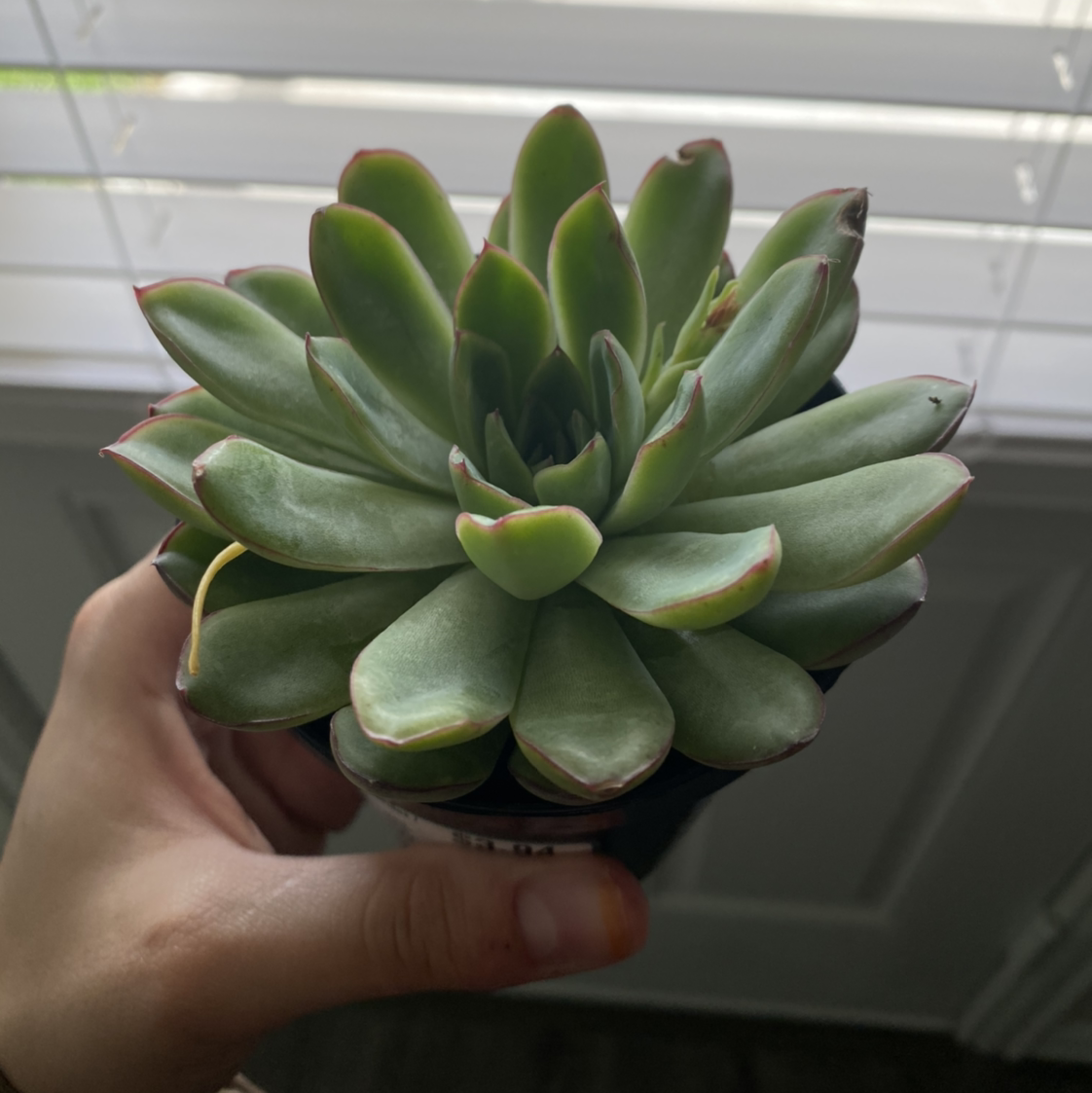 Echeveria 'Pelusida' plant photo by @weaksoulja named Keanu Leaves on Greg, the plant care app.