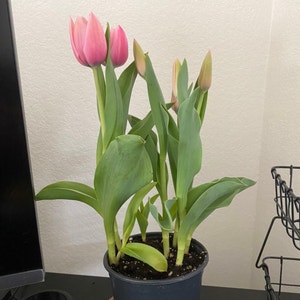 Garden Tulip plant photo by @weaksoulja named Elle on Greg, the plant care app.