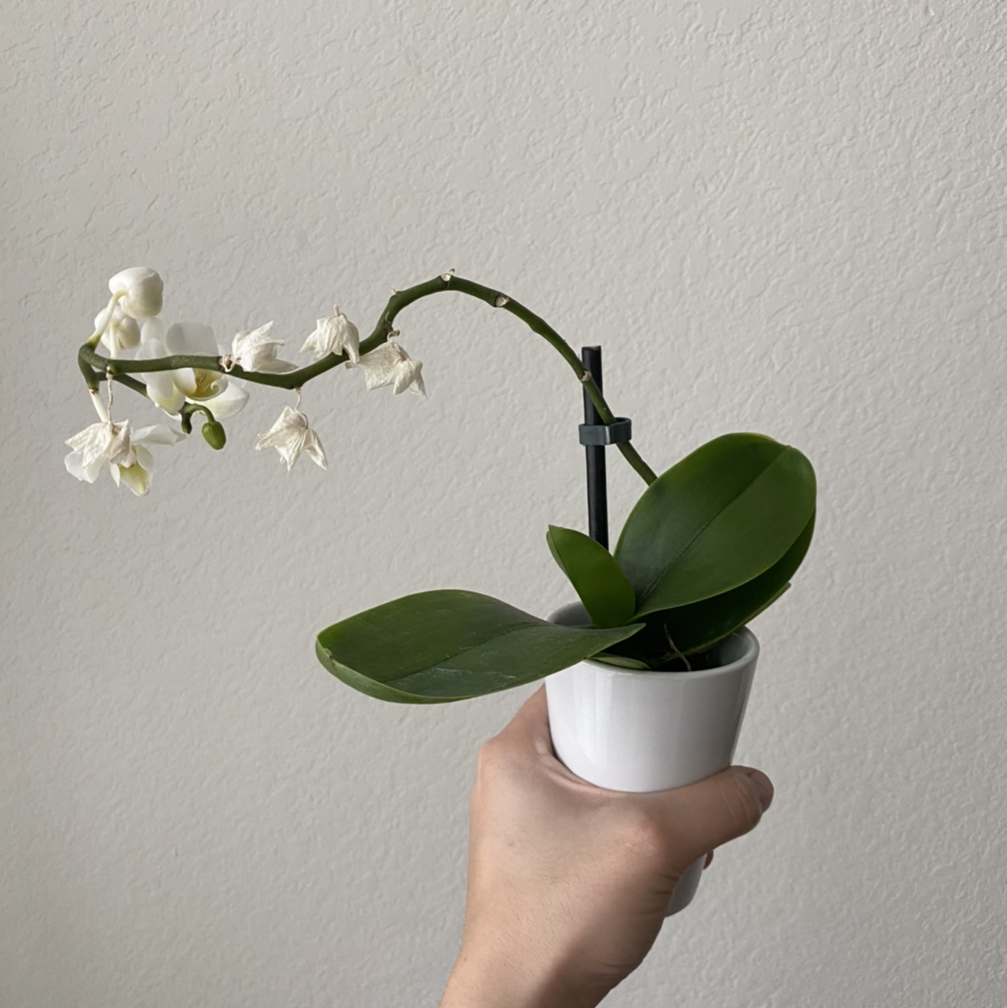 Photo of the plant species Lily-of-the-Valley by @weaksoulja named Annie on Greg, the plant care app