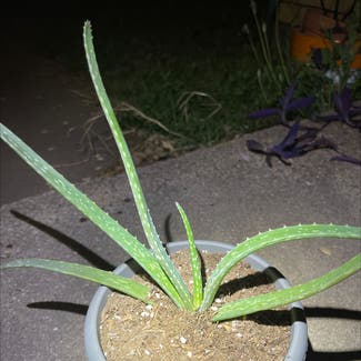 Aloe Vera plant in Belton, Texas