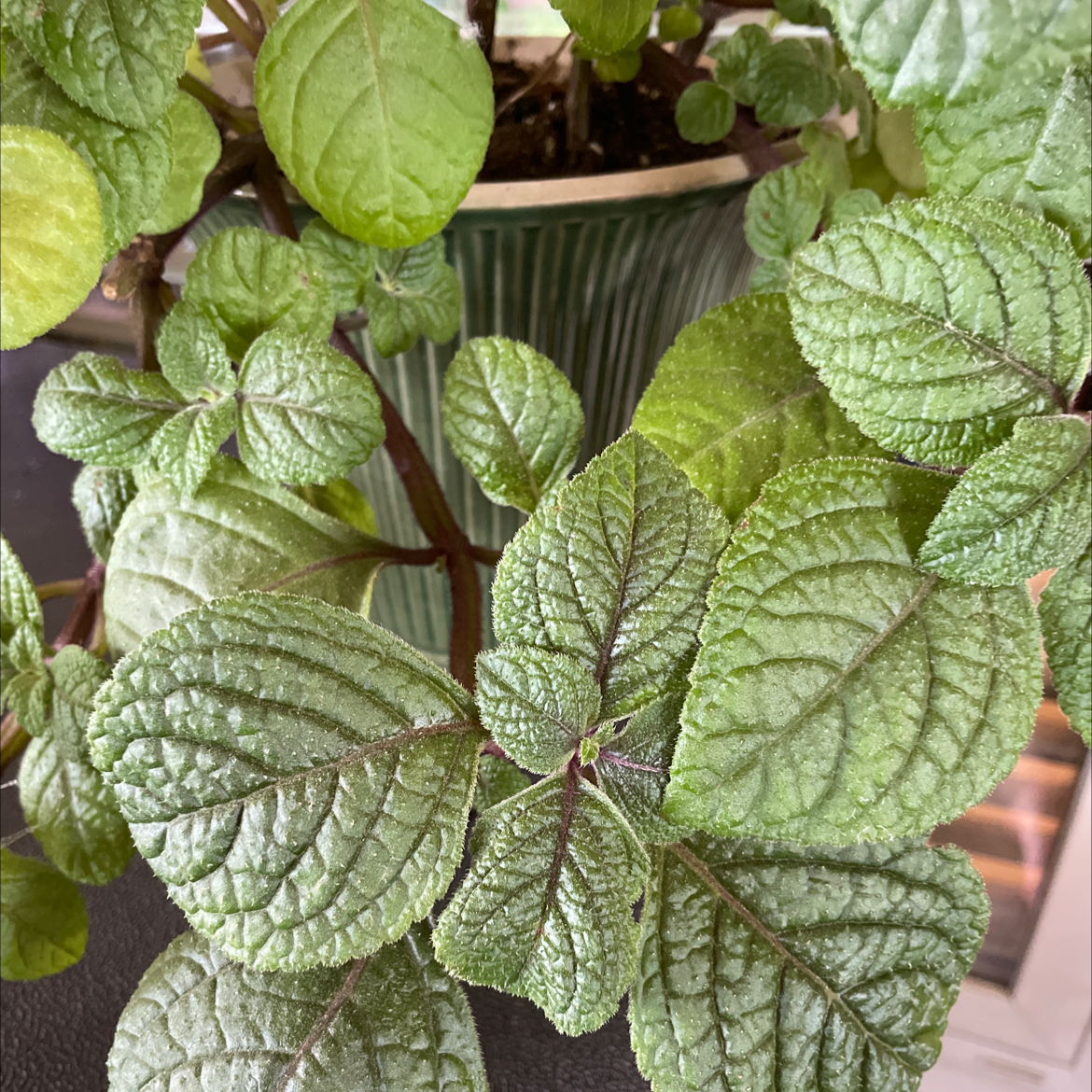 Speckled Spur Flower plant with textured green leaves in a pot.