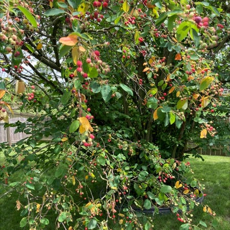 Photo of the plant species Amelanchier Alnifolia by Amusingtwister named Duke on Greg, the plant care app