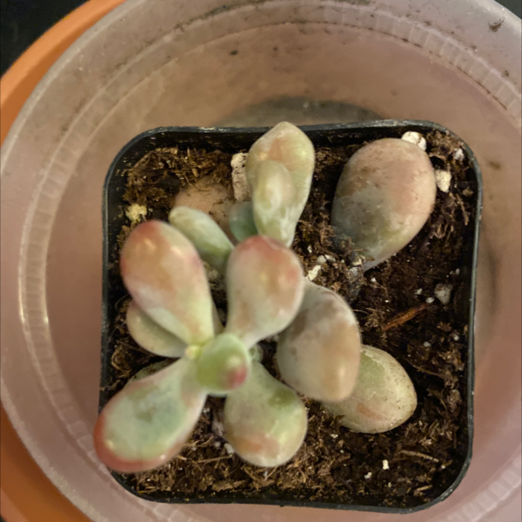 Pink Moonstones plant photo by @LineyLove226 named Nubs on Greg, the plant care app.