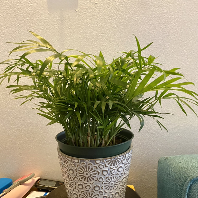 Parlour Palm plant photo by @LineyLove226 named Fluff on Greg, the plant care app.