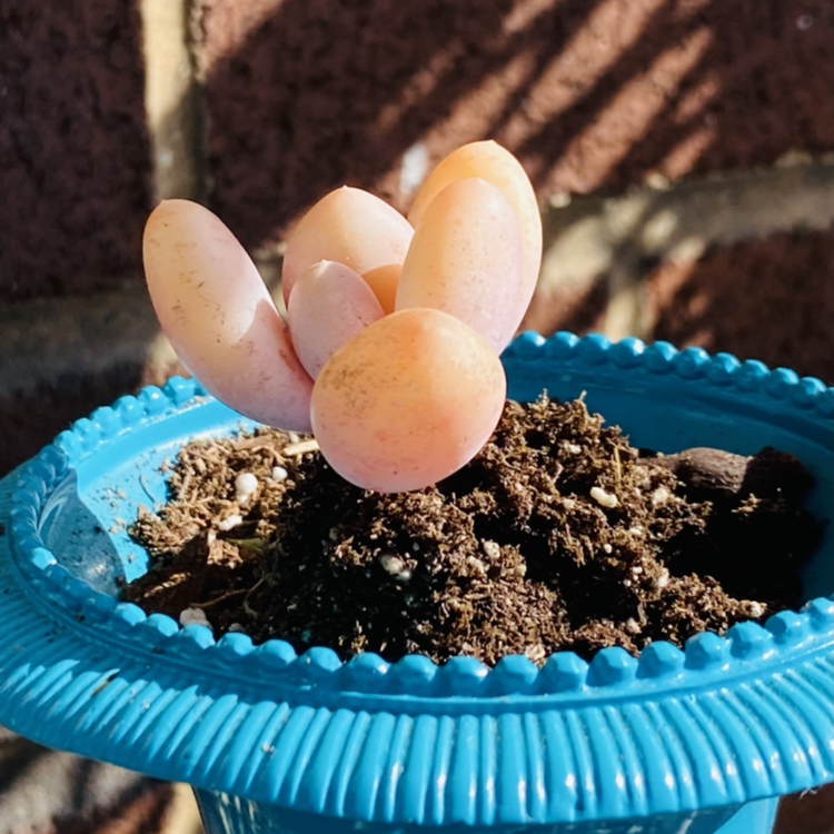 Pink Moonstones plant photo by @LineyLove226 named Rosey Pickles on Greg, the plant care app.