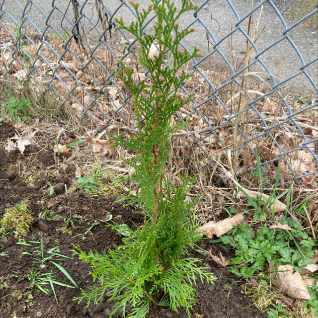 Arborvartea