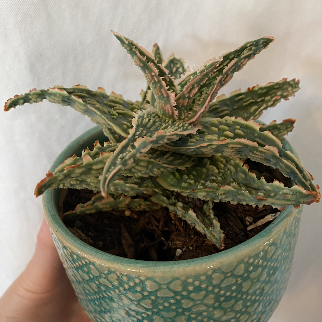Photo of the plant species Aloe 'Oik' by @lynnec222 named Aloe Mama Oik on Greg, the plant care app