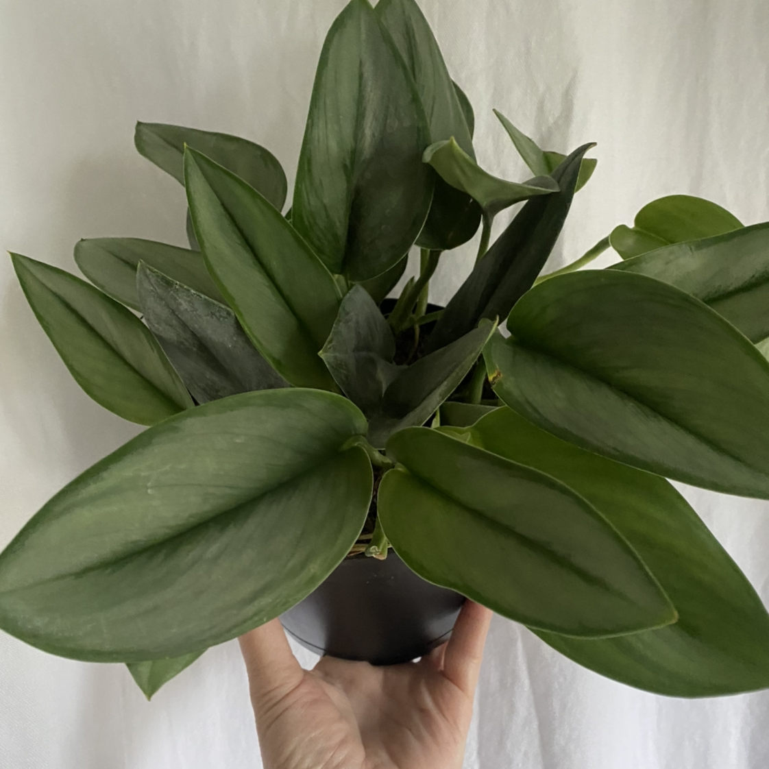 Scindapsus treubii 'Moonlight' plant with healthy green leaves held by a hand.