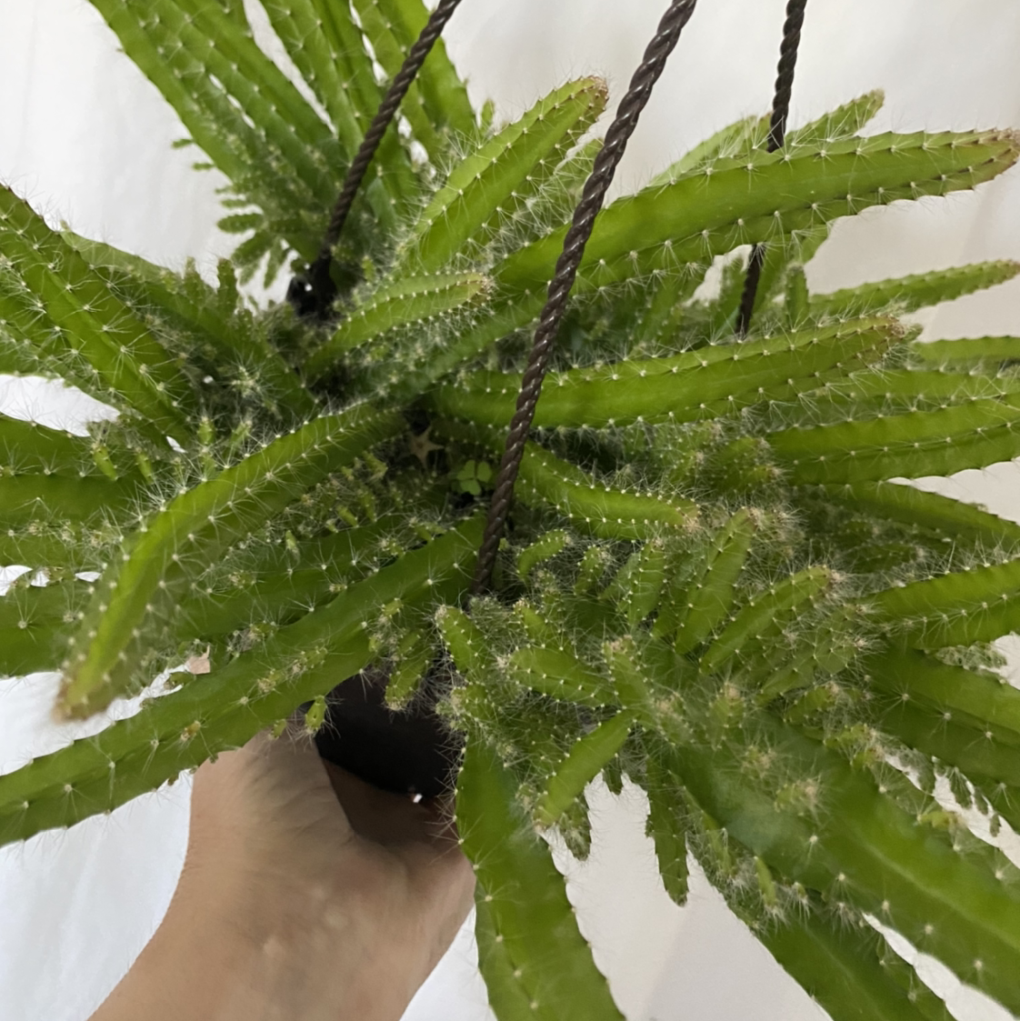 Dog Tail Cactus with green, spiky stems held by a hand.