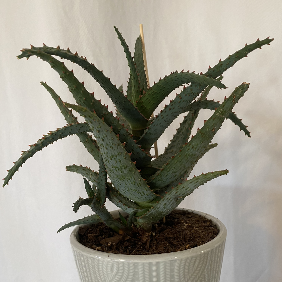 Photo of the plant species Aloe castilloniae by @lynnec222 named Aloe Castilloniae on Greg, the plant care app