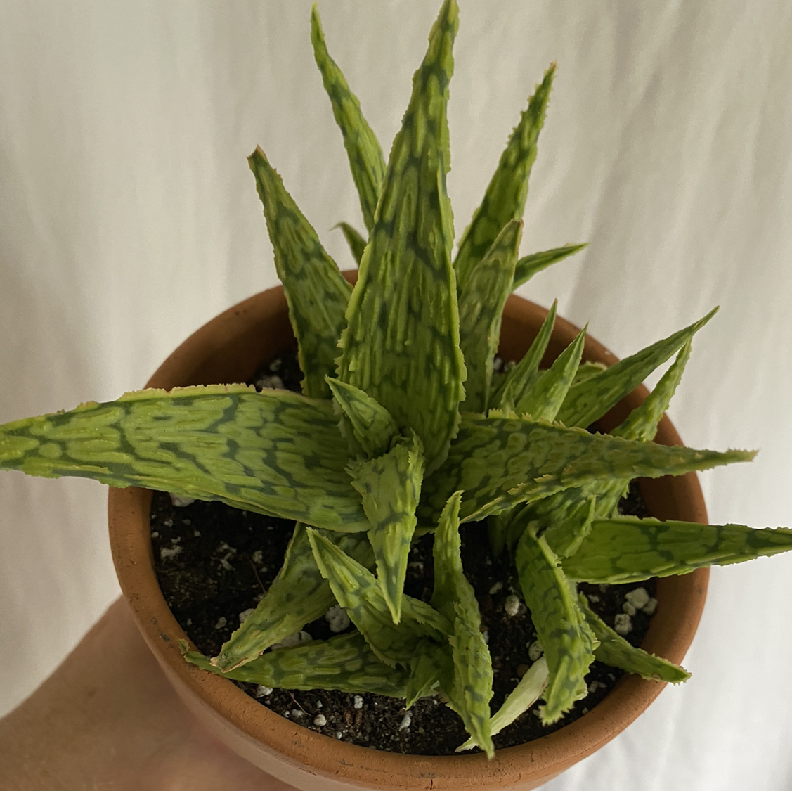 Photo of the plant species Aloe 'Key Lime' by @lynnec222 named Aloe Key Lime on Greg, the plant care app