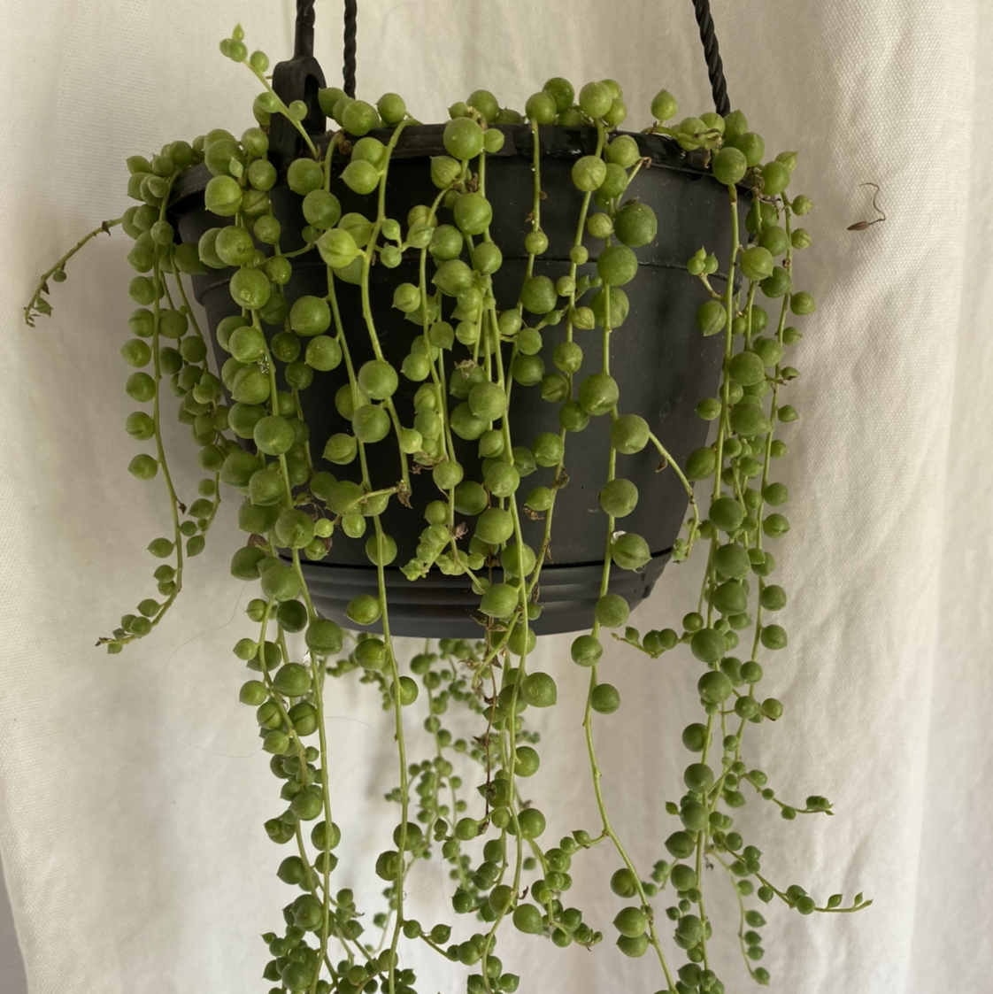 String of Pearls plant photo by @lynnec222 named Fingers Crossed on Greg, the plant care app.