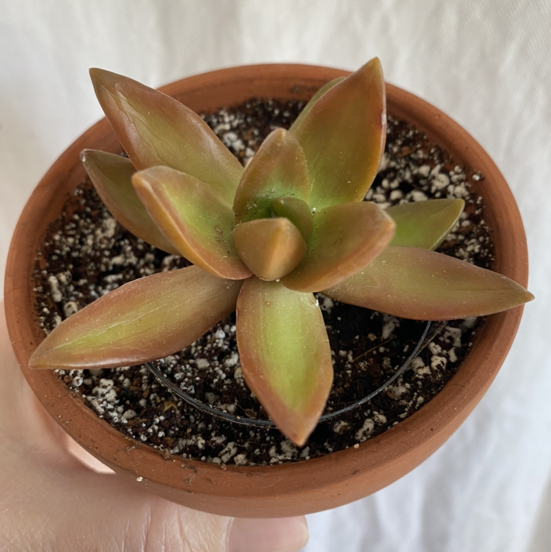 Sedum 'Firestorm' plant in a terracotta pot with visible soil, held by a hand.