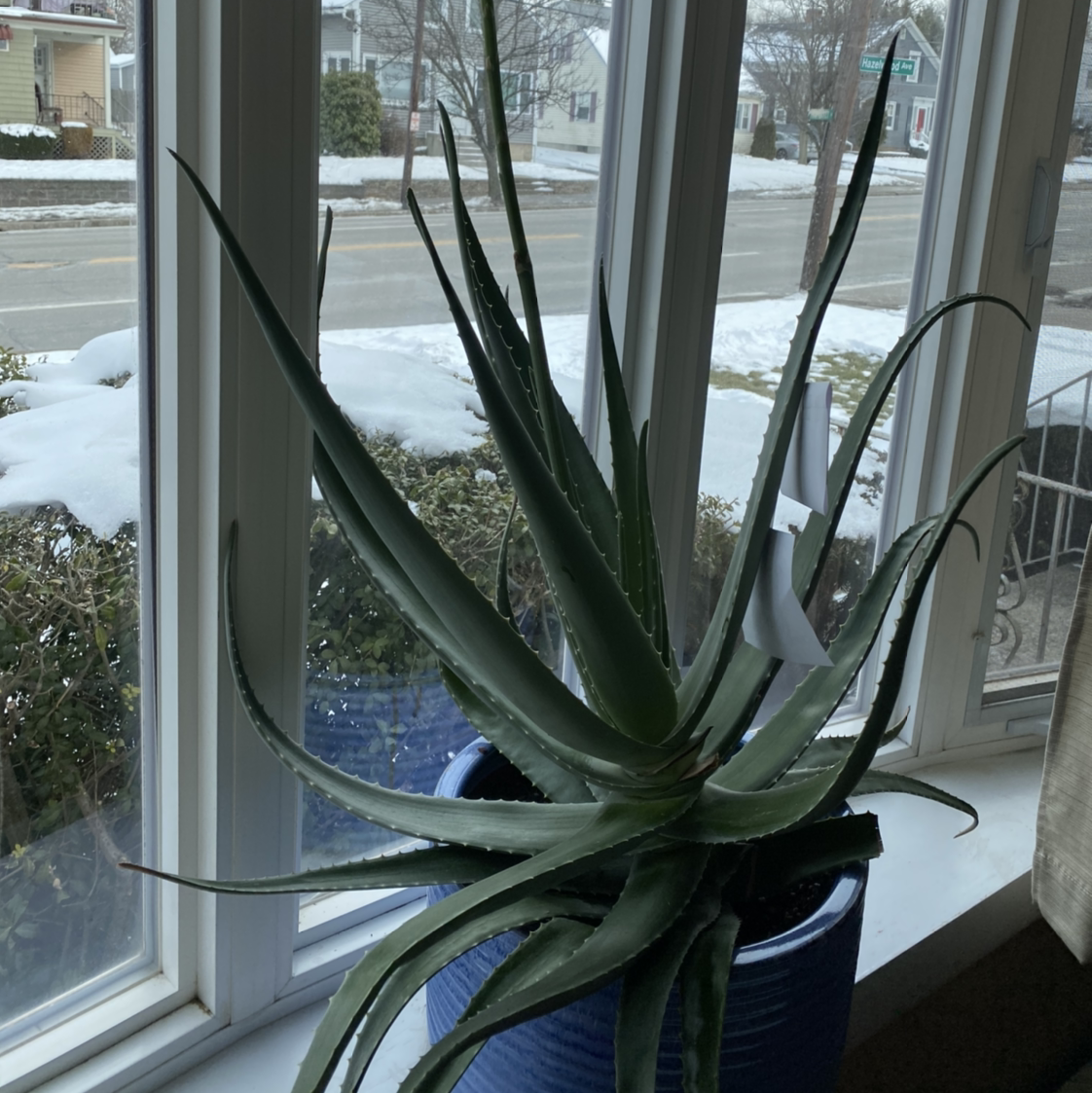 Aloe vera plant photo by @lynnec222 named Aloe Fertile Myrtle on Greg, the plant care app.