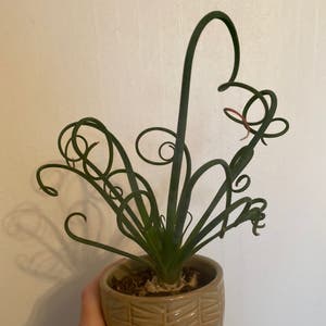 Corkscrew Albuca plant photo by @lynnec222 named Frizzle Sizzle on Greg, the plant care app.