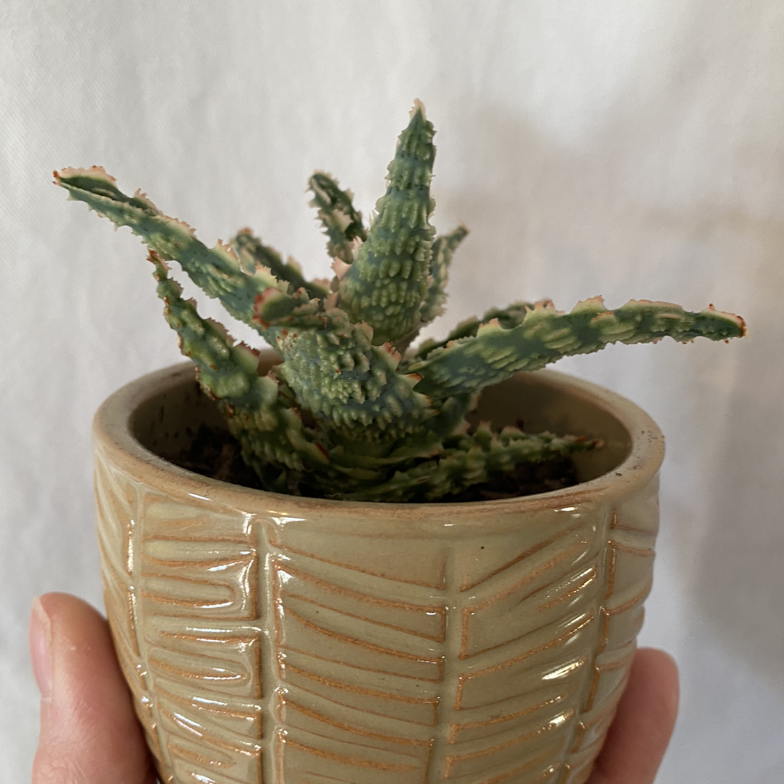Photo of the plant species Aloe 'Oik' by @lynnec222 named Aloe Baby Oik on Greg, the plant care app