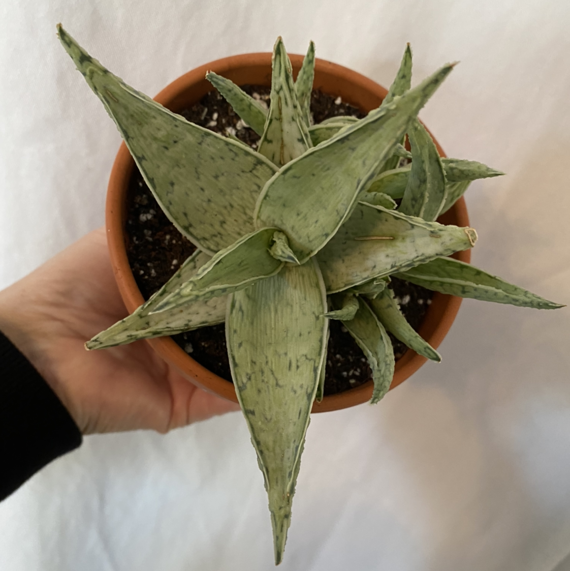 Photo of the plant species Aloe 'Snow Drift' by @lynnec222 named Aloe Snow Drift on Greg, the plant care app