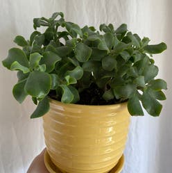 Ripple Jade plant