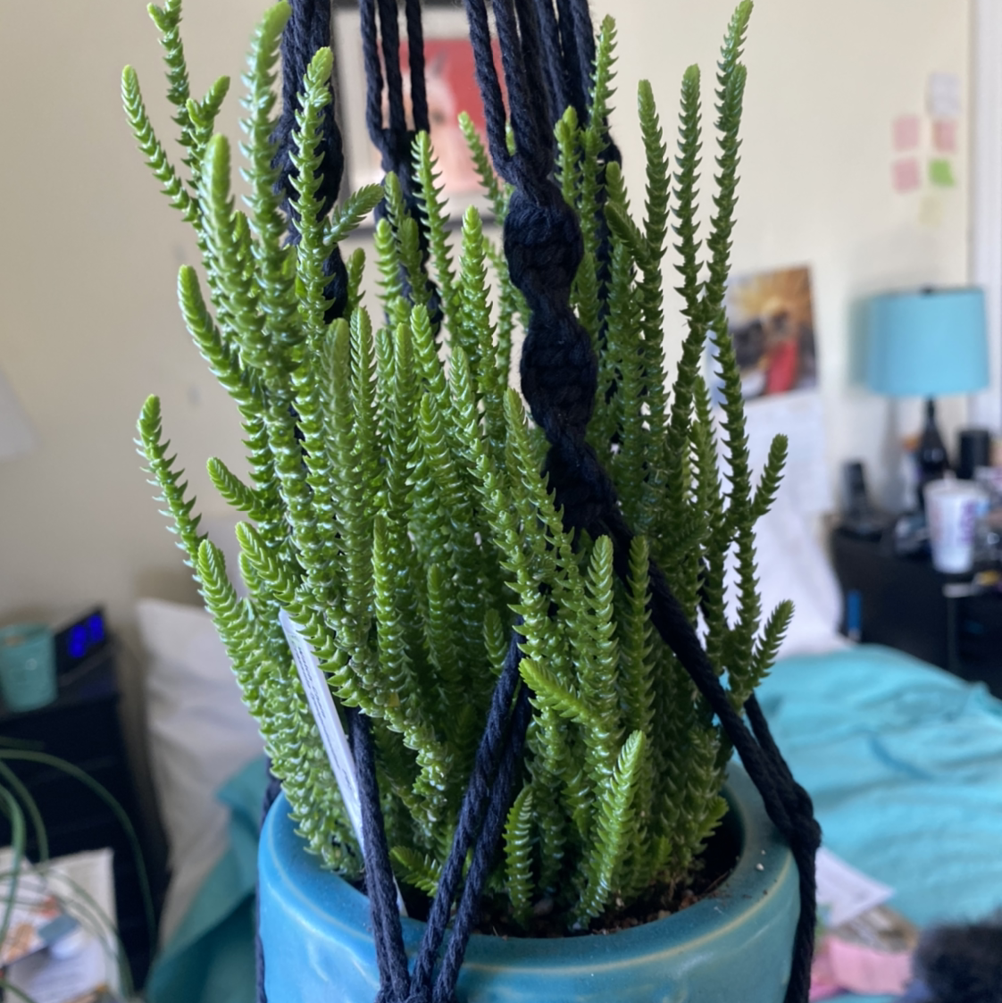 Photo of the plant species Rattail Crassula by @lynnec222 named Watch Chain on Greg, the plant care app