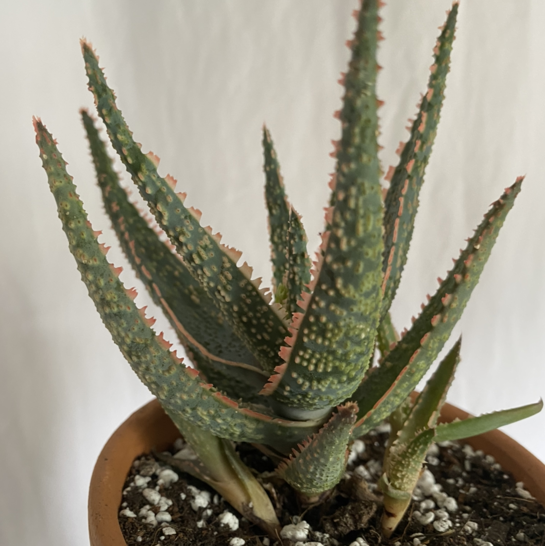 Aloe 'Purple Haze' plant in a pot with visible soil, well-framed and in focus.