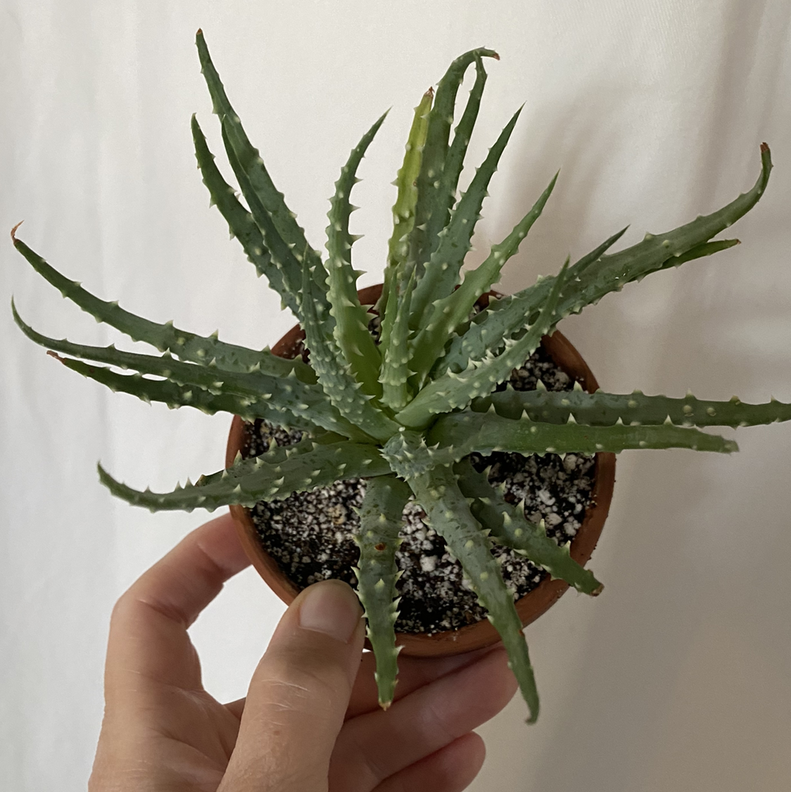Photo of the plant species Hedgehog Aloe by @lynnec222 named Aloe Humilis on Greg, the plant care app