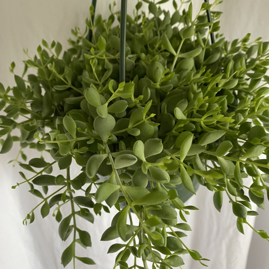 Healthy Cliff Cotyledon plant with thick, green succulent leaves.