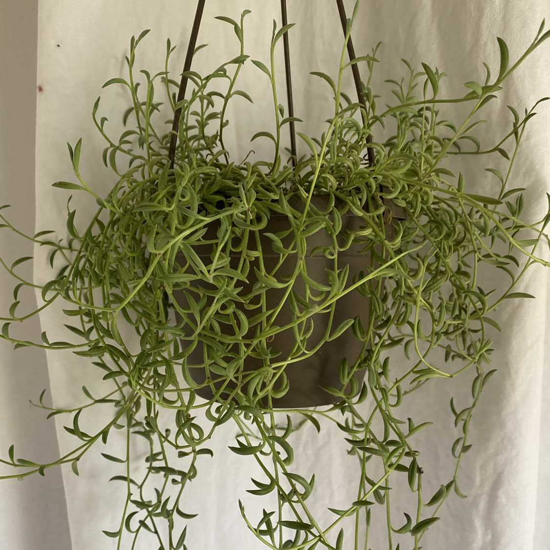 String of Bananas plant photo by @lynnec222 named String of Bananas on Greg, the plant care app.