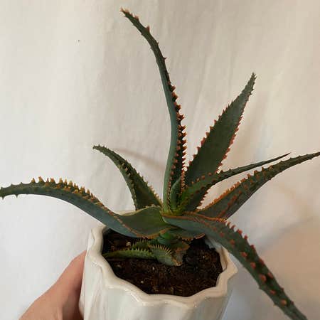 Photo of the plant species Aloe 'Swordfish' by Lynnec222 named Aloe Swordfish on Greg, the plant care app