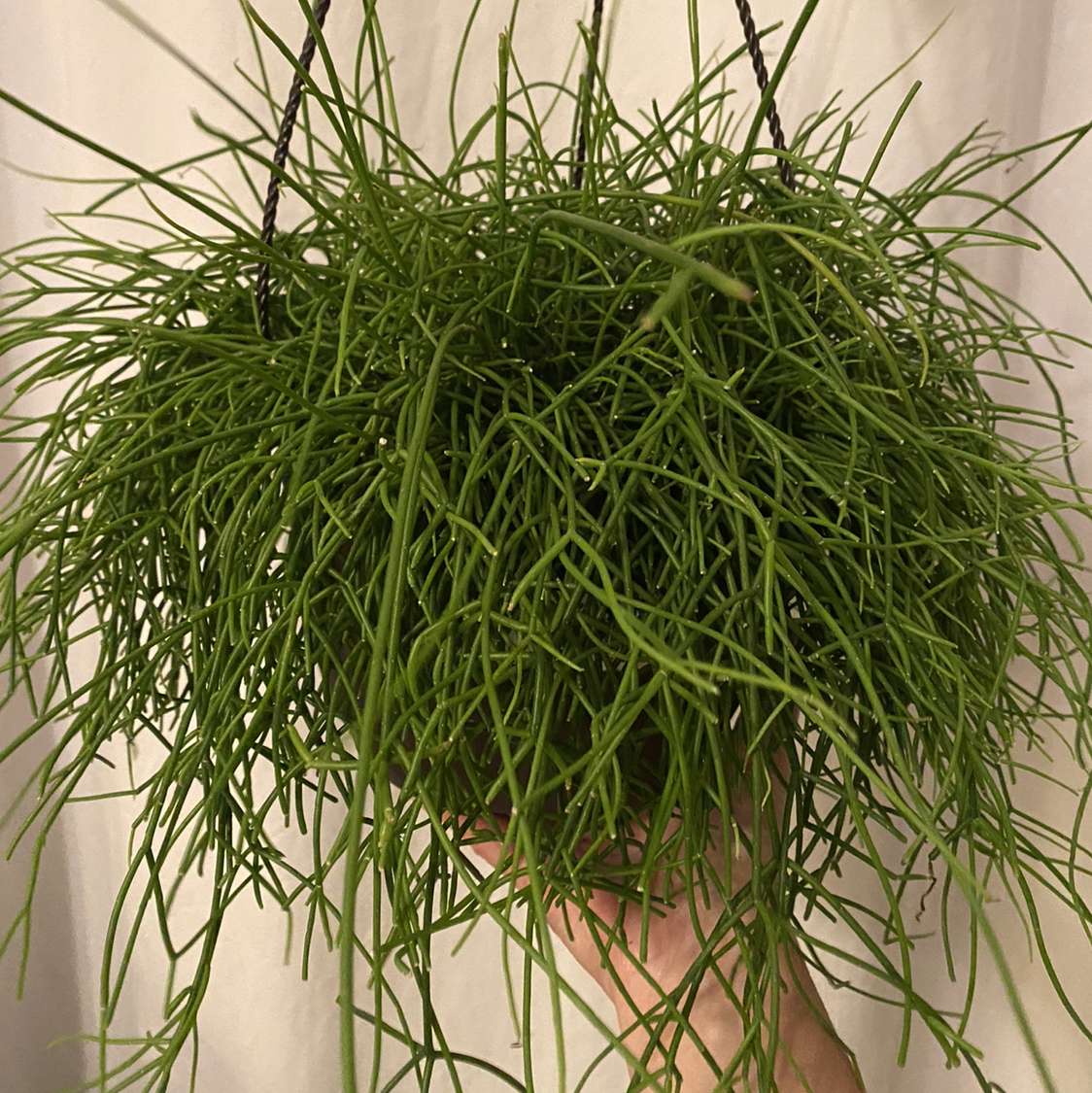 Photo of the plant species Quill-like Wickerware Cactus by @lynnec222 named Mistletoe Cactus on Greg, the plant care app