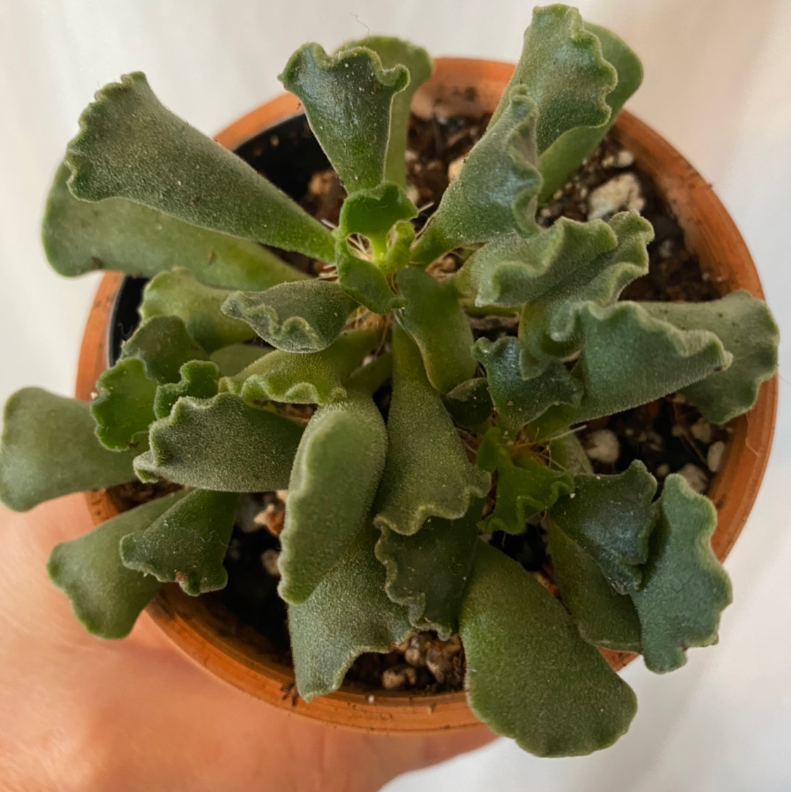 Pillow Feet Crinkle Leaf Plant in a small pot, held by a hand.