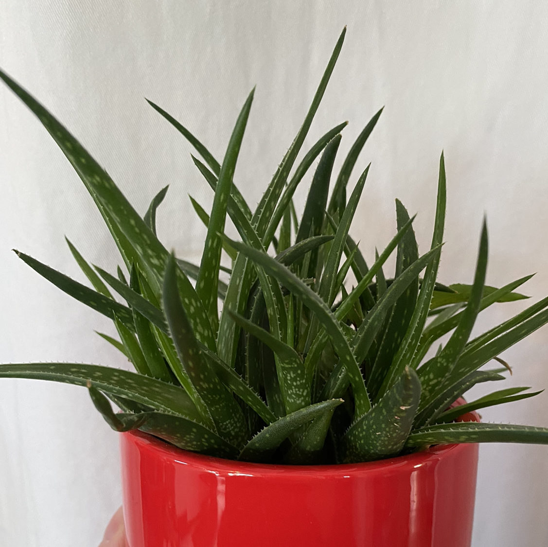 Photo of the plant species Aloe 'Firebird' by @lynnec222 named Aloe Firebird on Greg, the plant care app