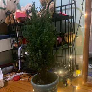 European Cypress plant in Somewhere on Earth