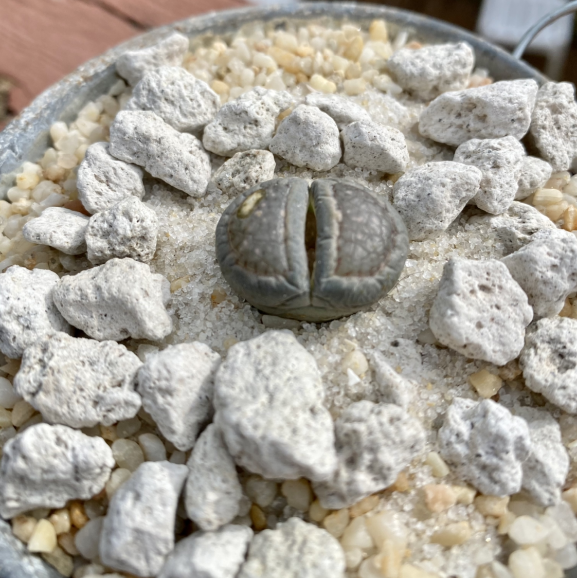 Lithops bromfieldii plant in a pot with gravel substrate, appearing healthy.