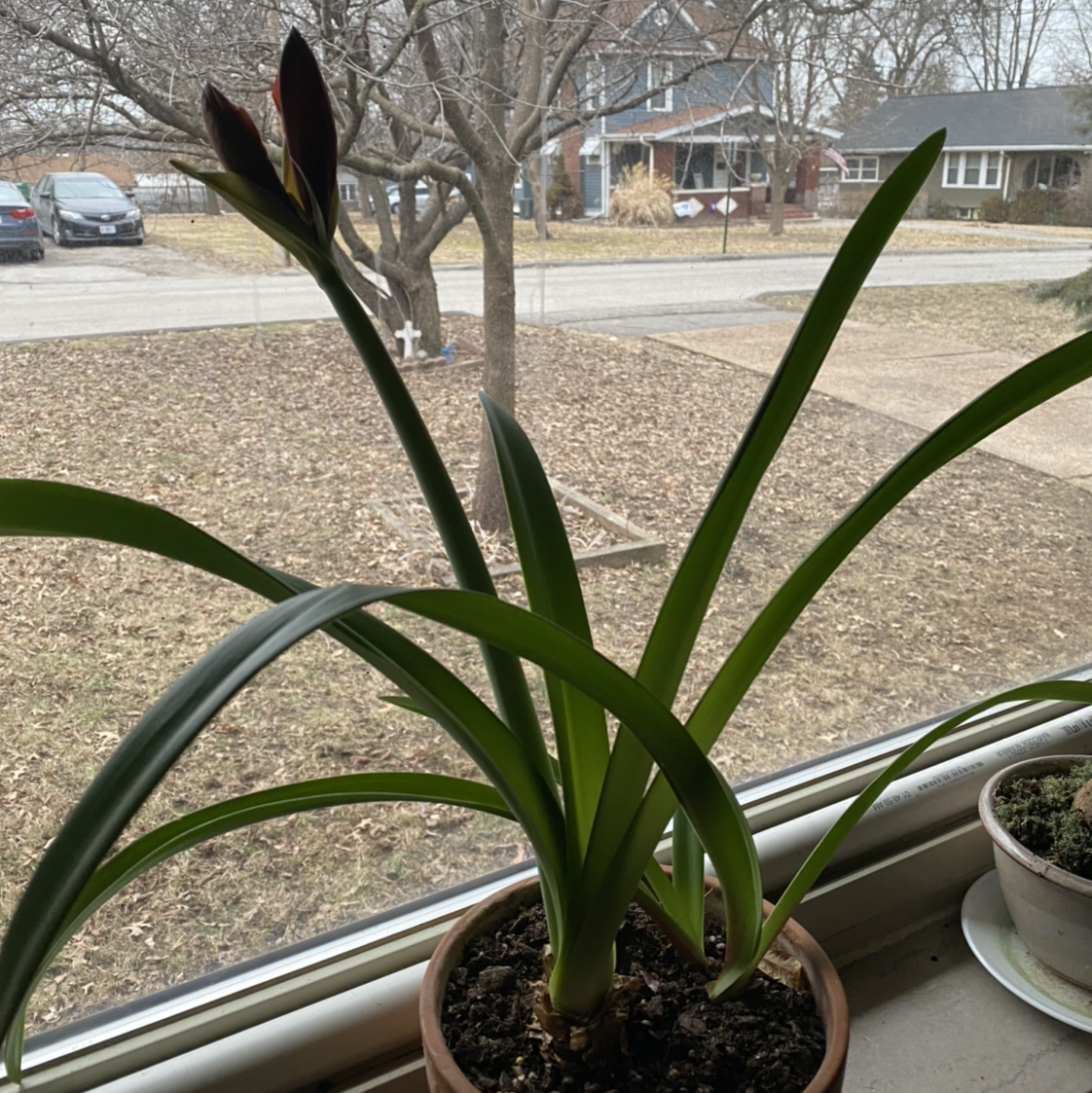 Barbosa Lily plant on a windowsill with green leaves and a budding flower.