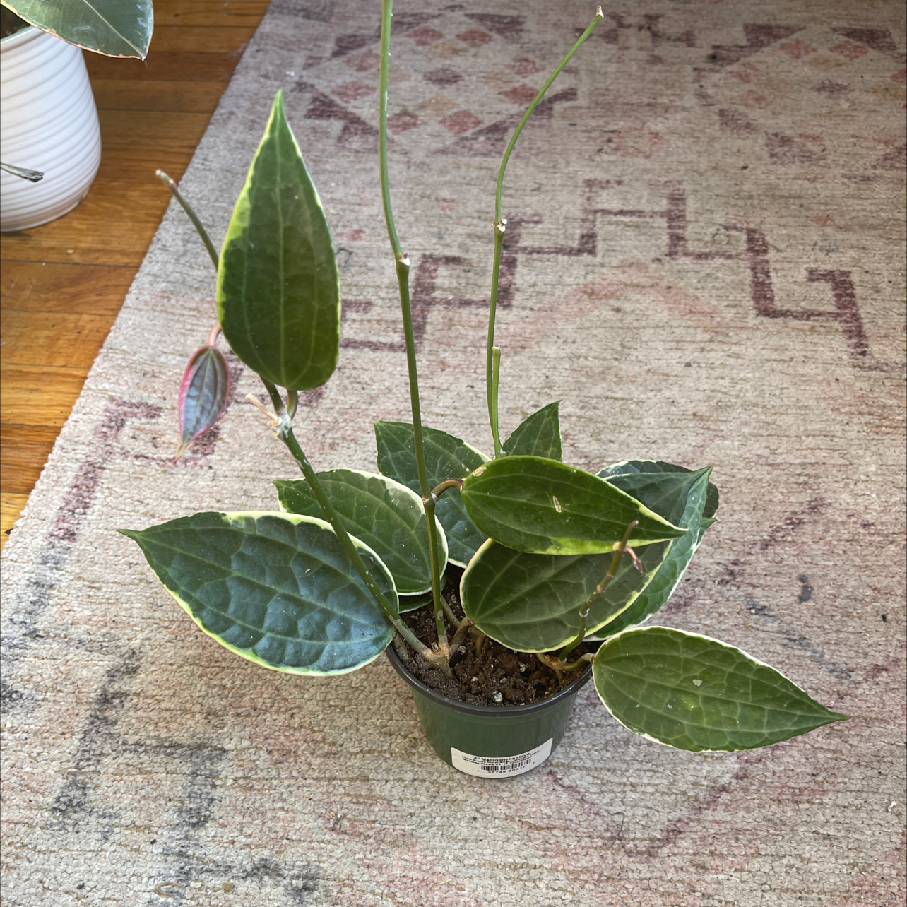 Hoya macrophylla plant in a small pot with visible soil, healthy leaves, and no flowers.