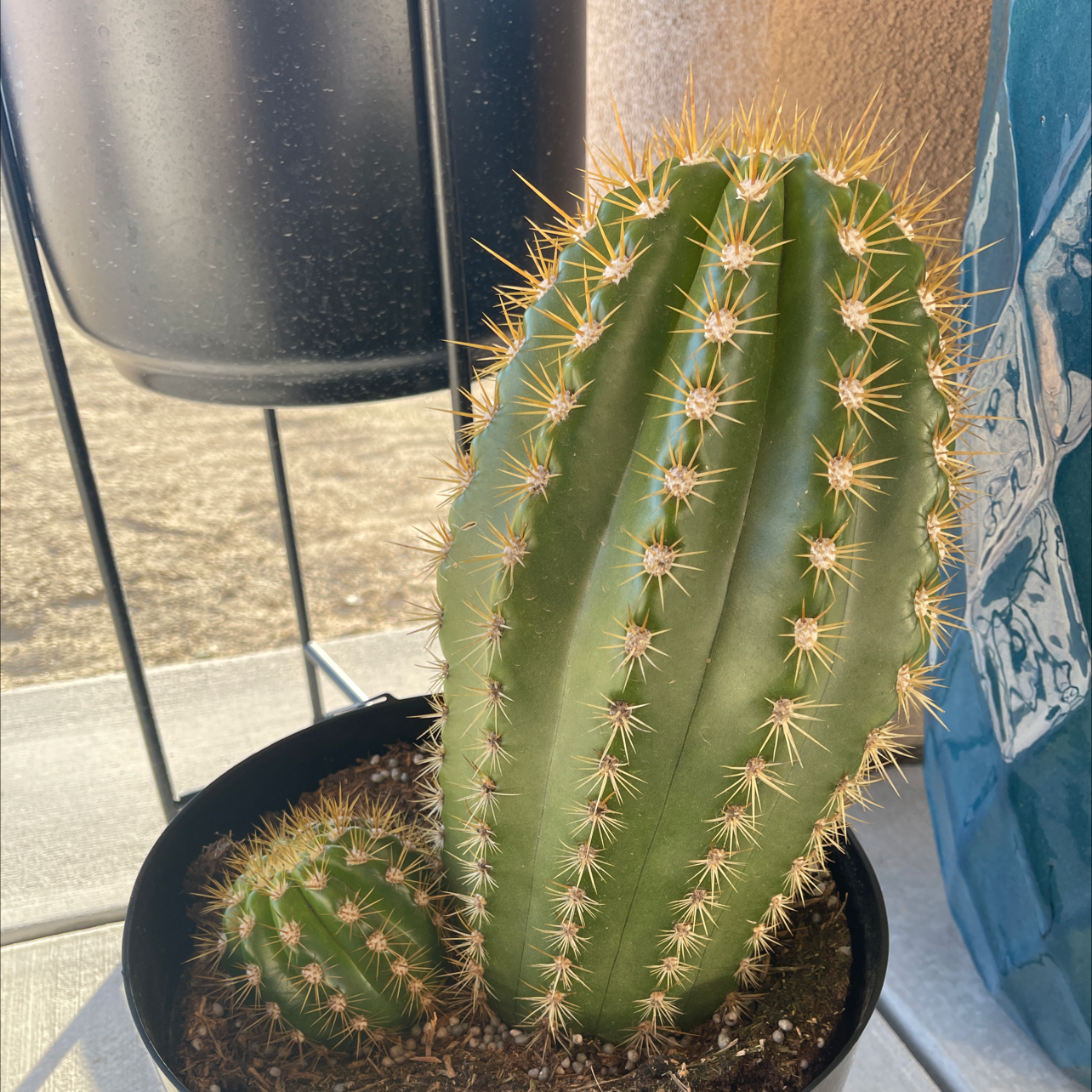 Sun Goddess Barrel Cactus in a pot with a smaller cactus beside it.