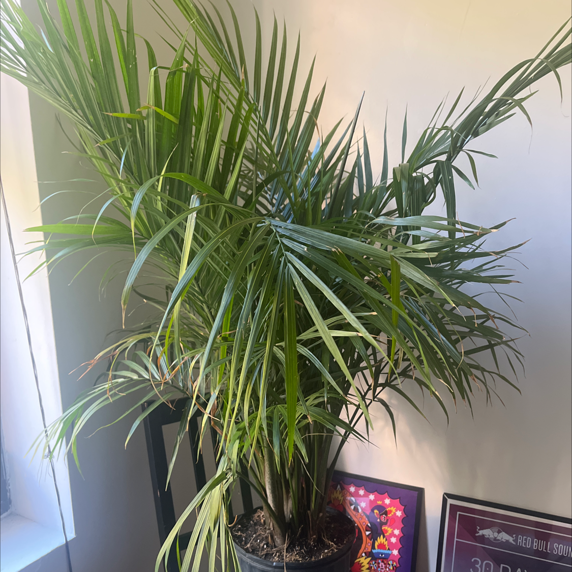 Photo of the plant species Palmiste Marron by @EstheticRedrose named Pauly Palm on Greg, the plant care app