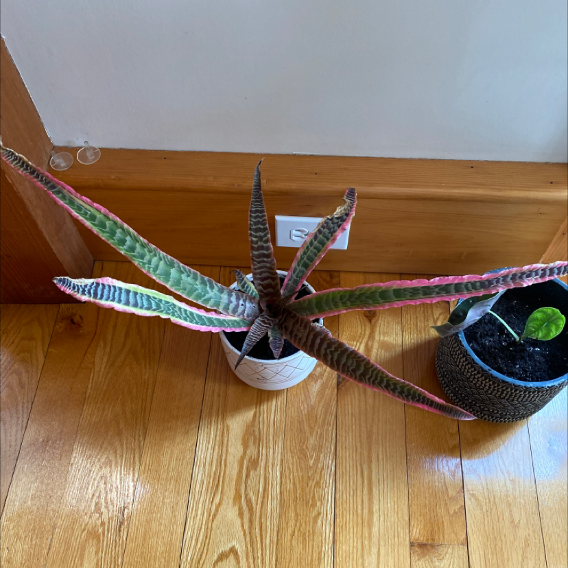 Photo of the plant species Elaine Pink Zebra by @MurrE named Elaine on Greg, the plant care app