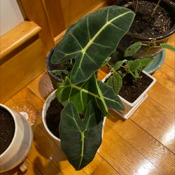 Green Velvet Alocasia plant