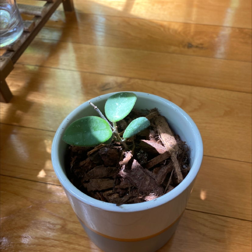 A small Hoya 'Mathilde' plant in a white pot with visible soil and green leaves.