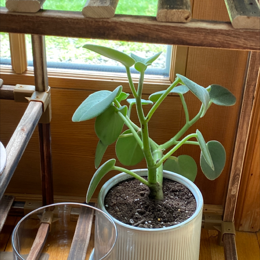 Felted Peperomia plant in a white pot on a wooden shelf, with visible soil and healthy green leaves.