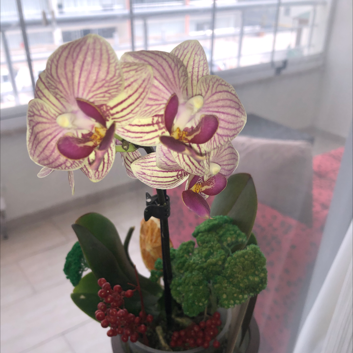 Orchids