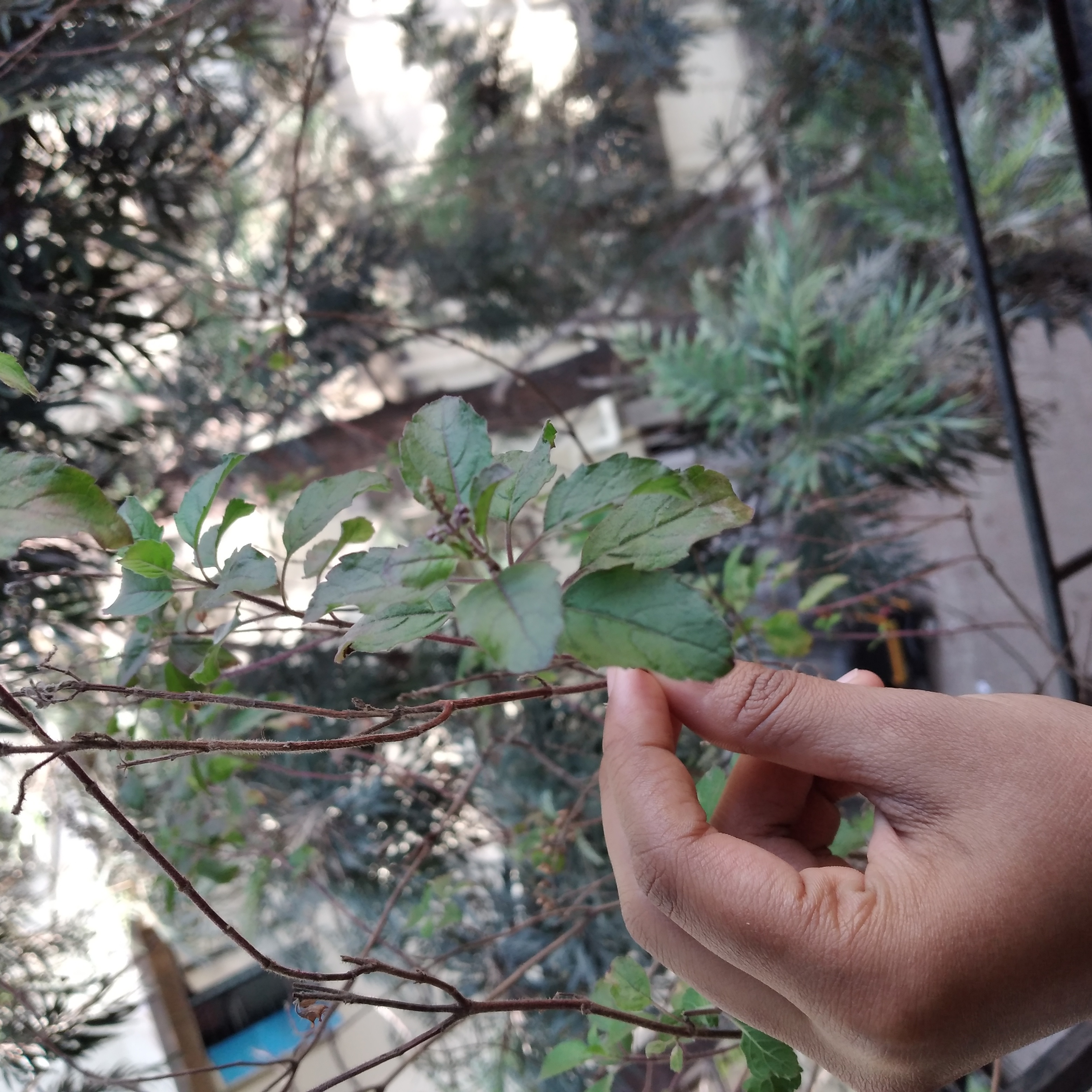 A hand holding a green-leaved Holy Basil (Tulsi) plant with a blurred background.
