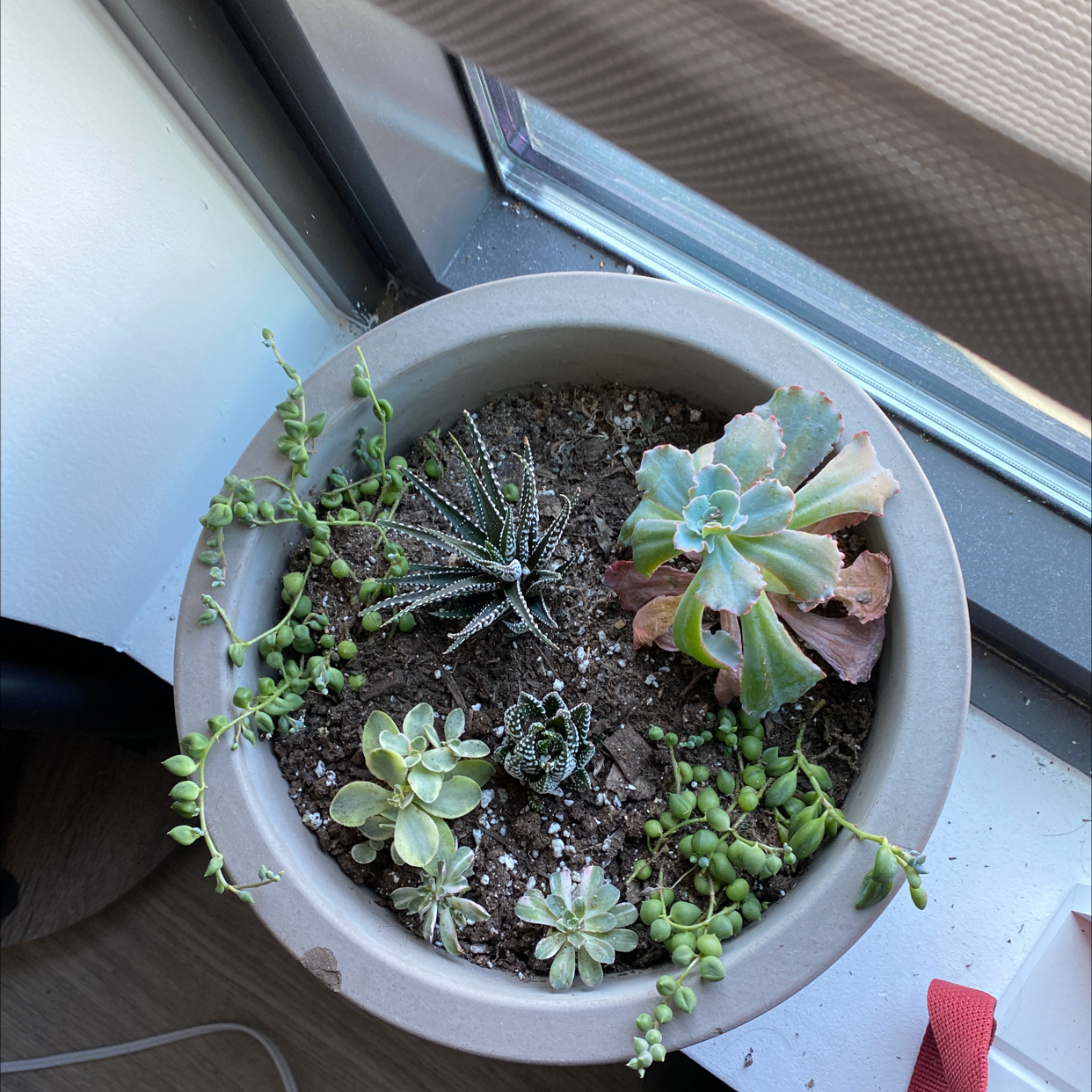 Potted arrangement of succulents including Echeveria Gibbiflora with some browning leaves.