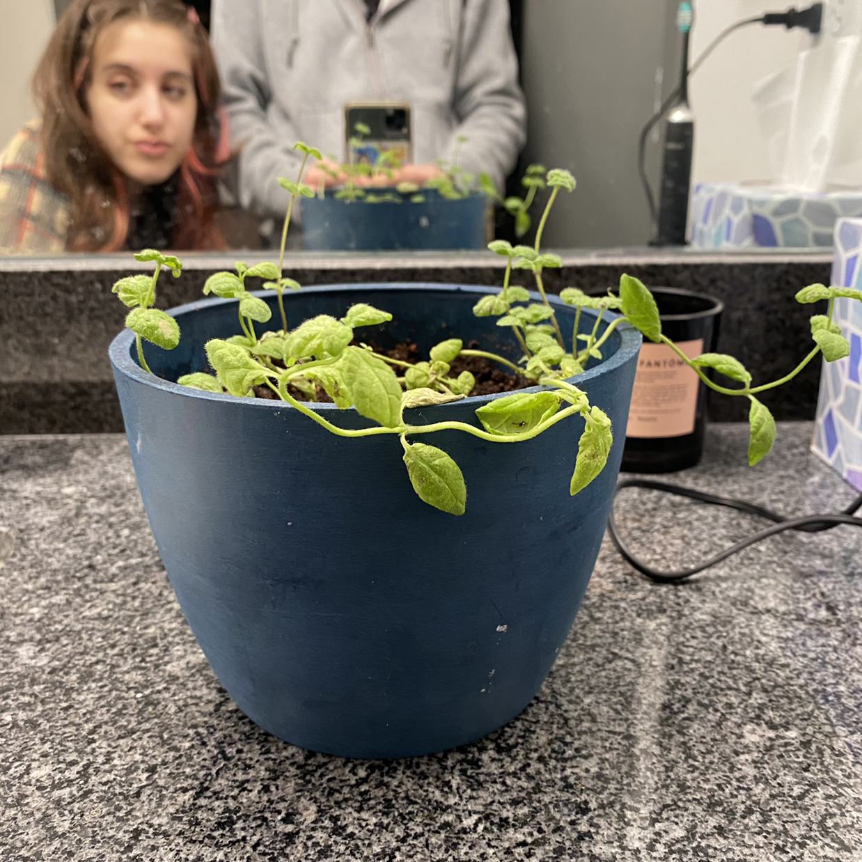 Photo of the plant species Apple Mint by @Ella named Jedediah on Greg, the plant care app