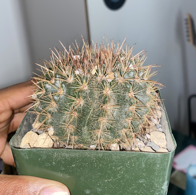 Little Nipple Cactus in a green pot, held by a hand.