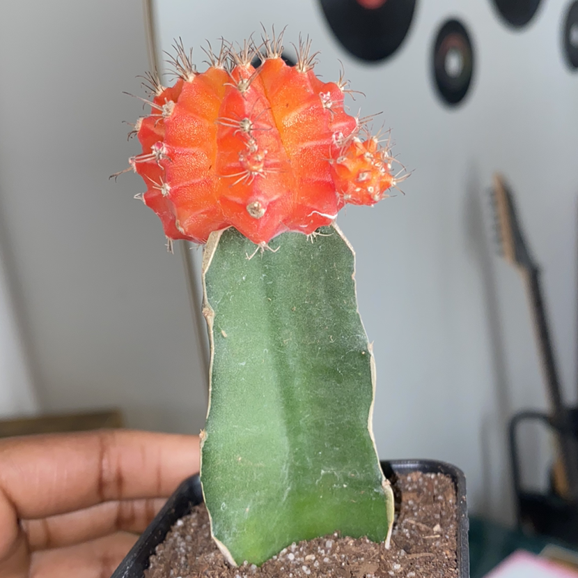Moon Cactus plant photo by @shotgunmiriam named tony ☄️ on Greg, the plant care app.
