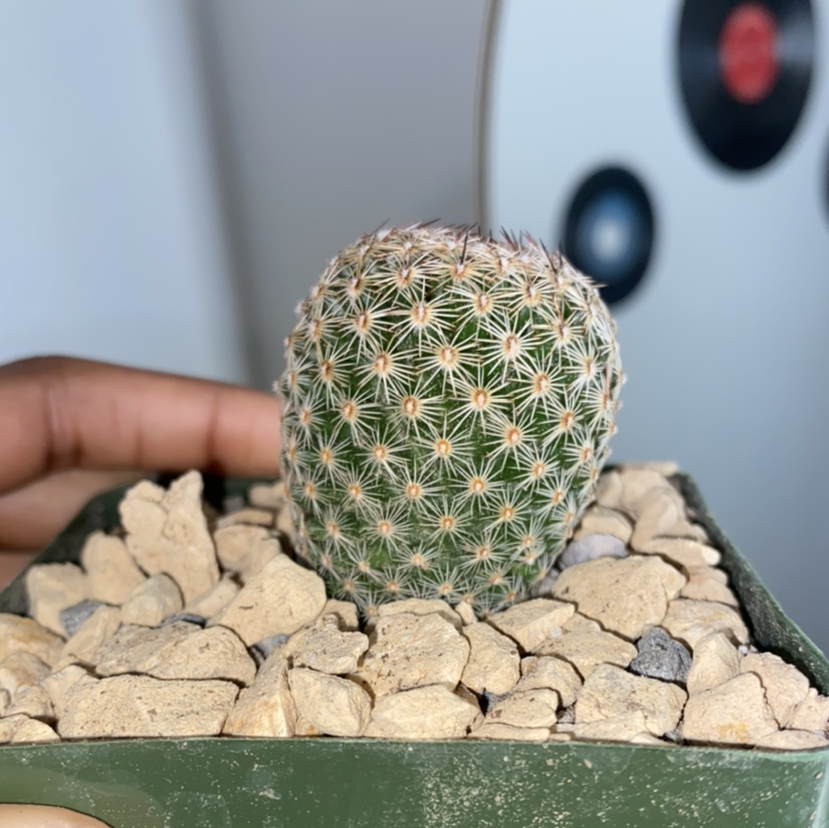Healthy lace hedgehog cactus with dense, symmetrical tan spines, sitting on pebbles. Well-framed, in-focus image.