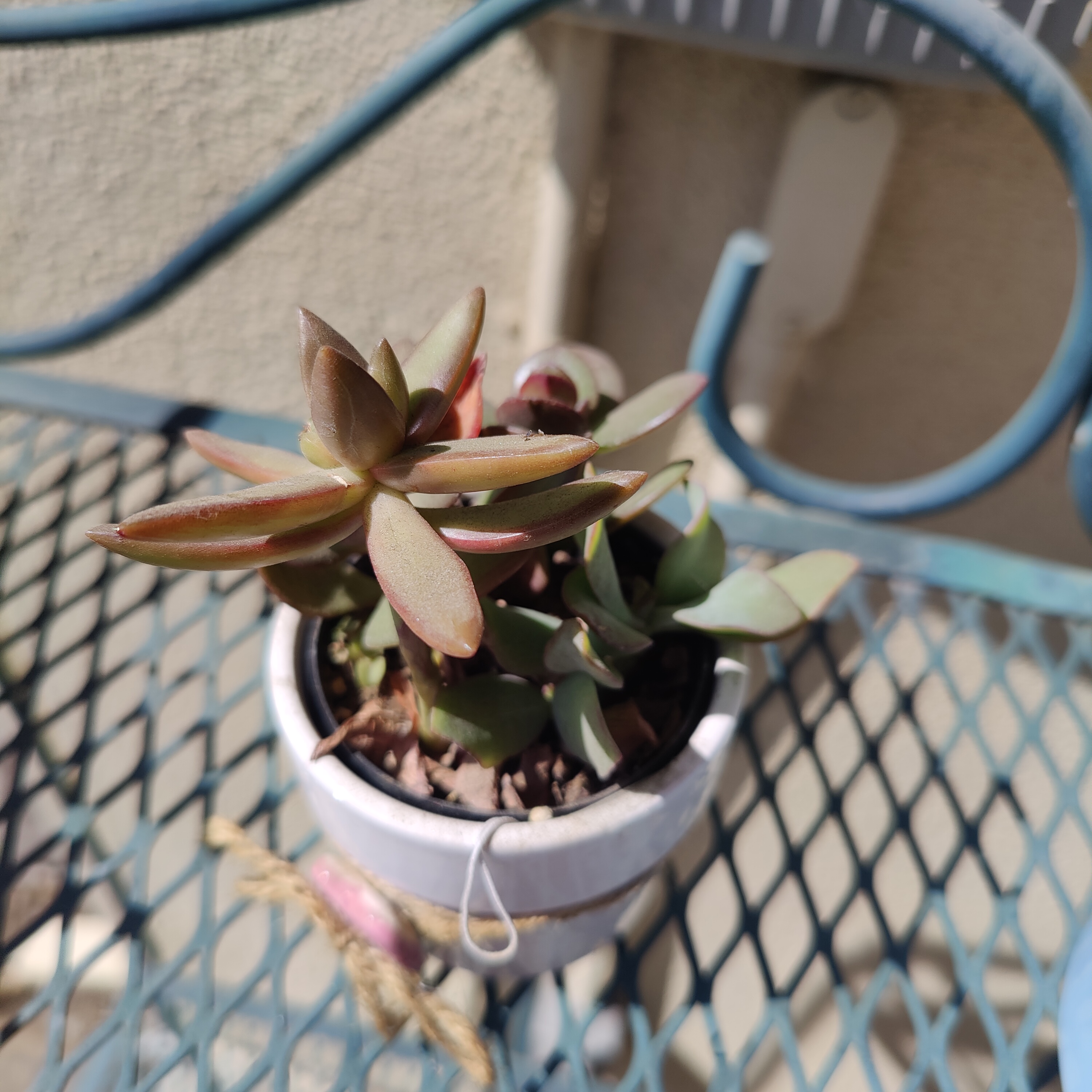 Pachyphytum 'Moon Silver' succulent in a small pot on a metal table.