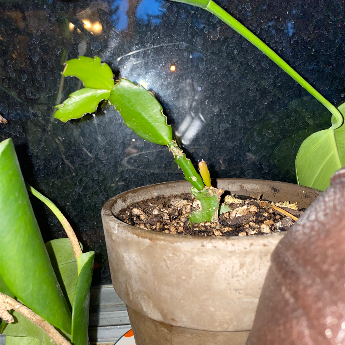 Dutchman's Pipe Cactus in a pot with visible soil and healthy leaves.